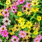 Zinnia bloom flower colorful