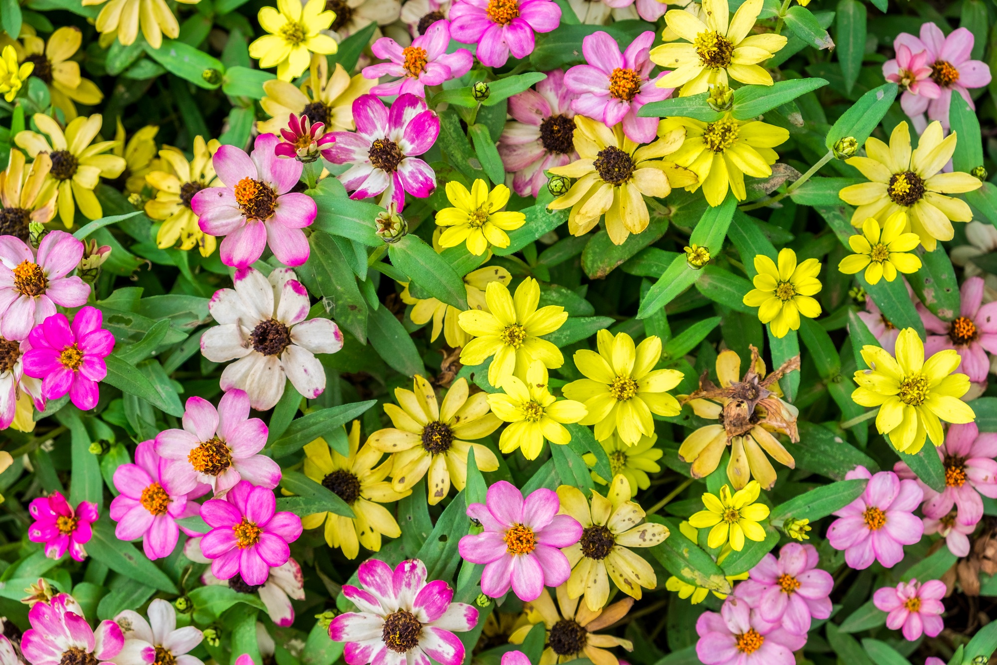 Zinnia bloom flower colorful
